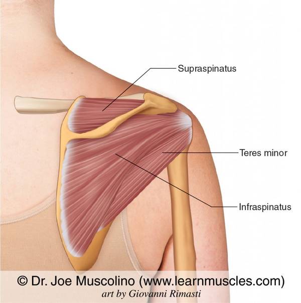 rotator-cuff-related-shoulder-pain.jpg